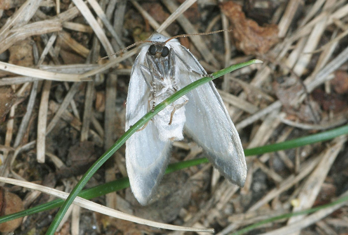 Cilix glaucata